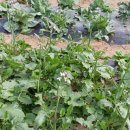 홍산농약 | 25년 텃밭 결산, 작물 재배과정과 결과 정리