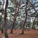 전소현피아노학원 | 대구성인피아노,대구성인피아노학원 :) 불국사 겹벚꽃,황리단길,화랑의언덕