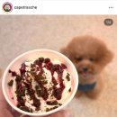 카페트라슈 | [대전 강아지 간식 맛집] 대전 강아지 케이크 카페트라슈 / 내돈내산 주문 후기