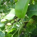 돌배나무 민박 이미지