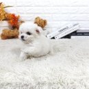 양평특수견 이미지