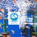 엔젤수족관 - 창원시 마산합포구 상남시장로 37 | 엔젤수족관