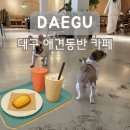 단정하개 애견미용실 | 대구 애견동반 카페 댕하우스 동성로 약령시 이색 데이트코스