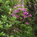 민들레홀씨 이미지