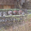 도리사로 이미지