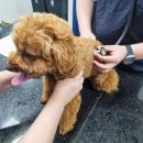 미드미동물병원 | 김포 동물병원 마산동 미드미 강아지 건강검진 엑스레이 기록