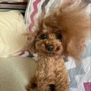 금암시골양념통닭 이미지