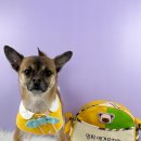멍찌애견유치원 | 울산 달동 애견호텔 멍찌 애견유치원 &amp; 호텔 비용 시간 위치