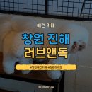 말랑독 | [진해] 러브앤독 | 창원 진해 애견카페, 창원 데이트할만한 곳