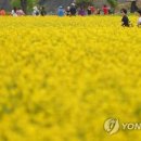 구리 '한강 변 노란 물결' 구리시 10∼12일 유채꽃 축제. 이미지