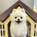 섭이랑 | 강아지 아트돌 제작 후기 l 섭이 도앵이 한참 바라보던 이유