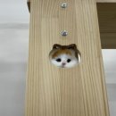 동촌캣 네이버블로그