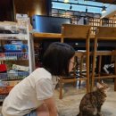 미사리밀빛초계국수충주점 이미지