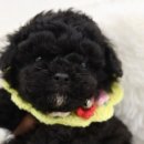 역삼2-106 | 역삼애견분양 믿을 수 있는 곳에서