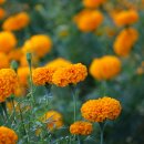 건강이열리는약국 이미지