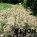 다한농장 이미지