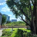 은행나무로(송현동) 이미지