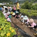 함안 강주해바라기 축제 개막. 이미지