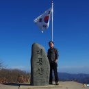 낙엽송숲 이미지