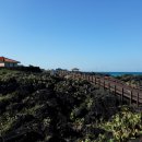 제주 월령리 선인장군락 이미지