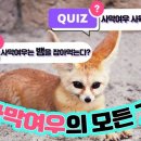 사막여우
