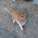 푸른 식물병원 이미지