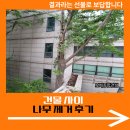 건물 사이 나무 제거 후기