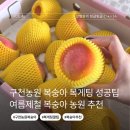 구천농원 복숭아 복게팅 성공방법 성공꿀팁 미향 유황 그린황도 신미 성공 후기