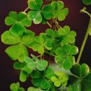 네잎클로버 이미지