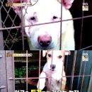 동물농장 MBN