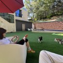 자연속으로 | 김천 강아지 동반 여행, 자연 속에서 힐링했던 오색애견펜션 후기 🐶🌿