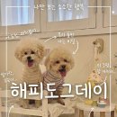 도그문(DOG MOON) | [경남 밀양]밀양 독채 애견 팬션 '해피도그데이' 방문기 [내돈내산]
