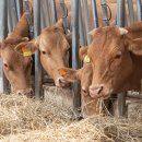 진가농장 이미지