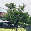 신효동 하귤나무 이미지