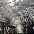 효성안양공장 앞 이미지