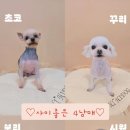 하이도그 이미지