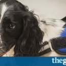 The Man's Dog 이미지