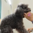 왈왈 살롱 이미지