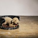 Dog House 이미지
