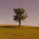 녹색목장 이미지