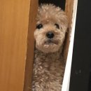 멋진강아지 | 15살 강아지 백내장수술 | 눈초롱안과 10개월 후기