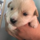 오구랜드 이미지