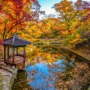 2023/ 1 [글로벌시민]글로벌 문화 여행 기획단 | SNS 씹어먹은 서울 가을 명소, 1위는 상상도 못할 그곳?!