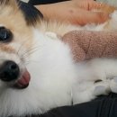 친친동물병원 이미지