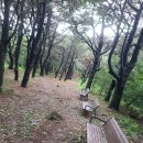 반우 이미지