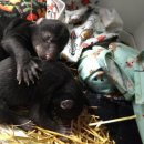 엄마와 아기곰 이미지