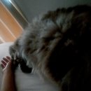 아라종합동물병원 | 인천 아라동 아라역 동물병원 고양이 건강검진 내돈내산 후기!