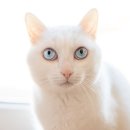 호평동물병원 이미지