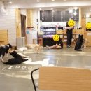도그원 | 연신내 애견카페 도그원 후기:)