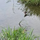 아지와 옹이 | 25년 8월, 여름 너 무더워